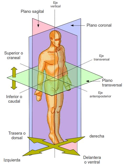 planos y cortes anatomicos.